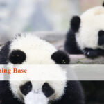 Wolong Panda Cub Keeper Program Tour, Wolong Volunteer Tour