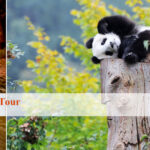 2 Days Chengdu, Leshan Tour, Classic Leshan Tour