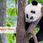 3 Days Chengdu Family Tour with Sichuan Opera Show