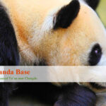5 Days Panda Volunteer Tour at Bifengxia Base