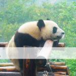Sichuan Discovery Tour Chengdu, Mount Emei, Jiuzhaigou & Pandas