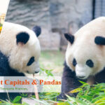 8 Days Ancient China Tour with Panda