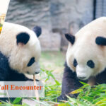 9 Days Pandas Terracotta Warriors Great Wall Encounter