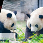 15 Days China Kungfu Panda Family Tour