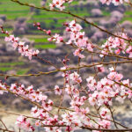 6-Day Tibet Holy City Train Tour Visit Lhasa – Xining